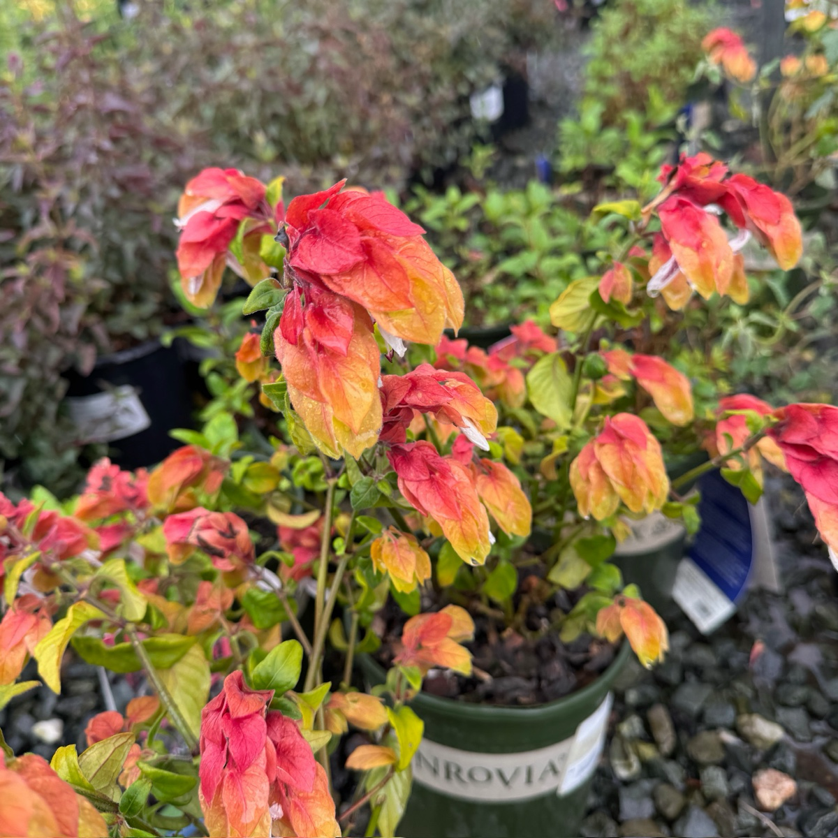 红虾花