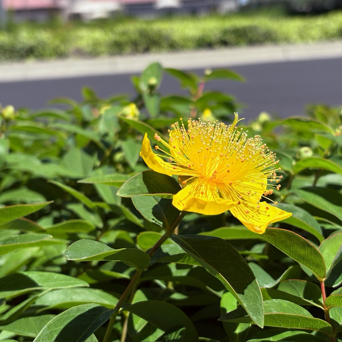 金丝桃草