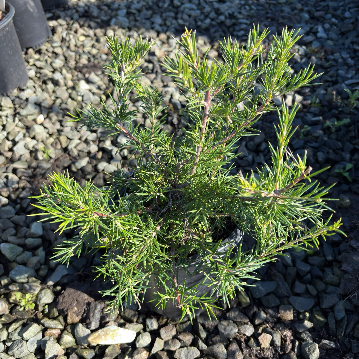 堪培拉宝石银桦