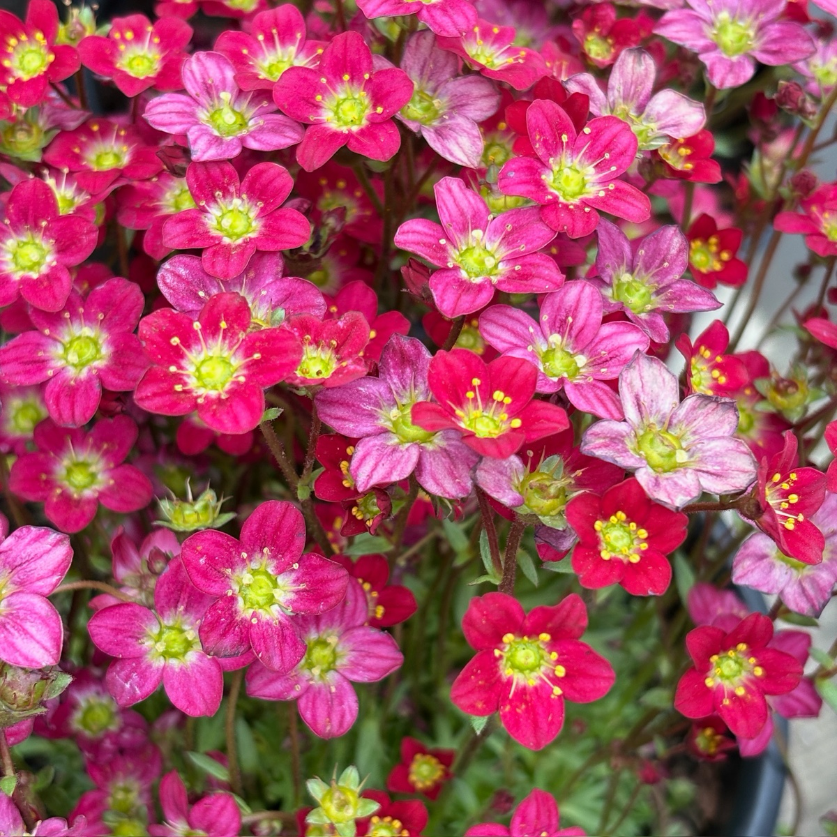 虎耳草