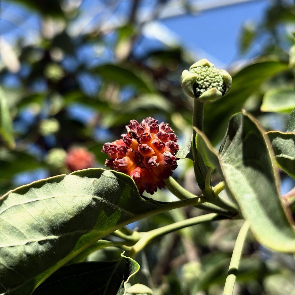 白色奇迹四照花