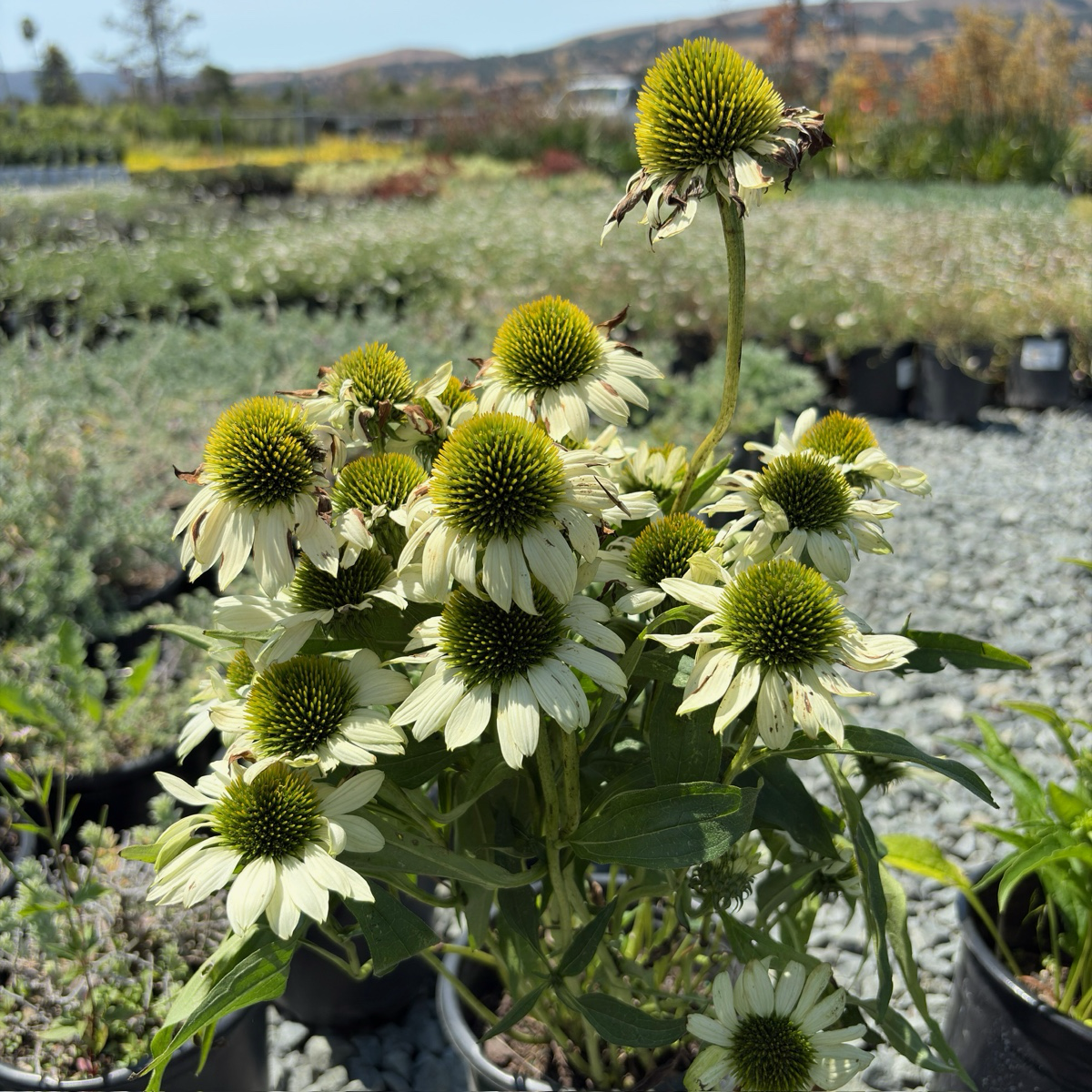松果菊