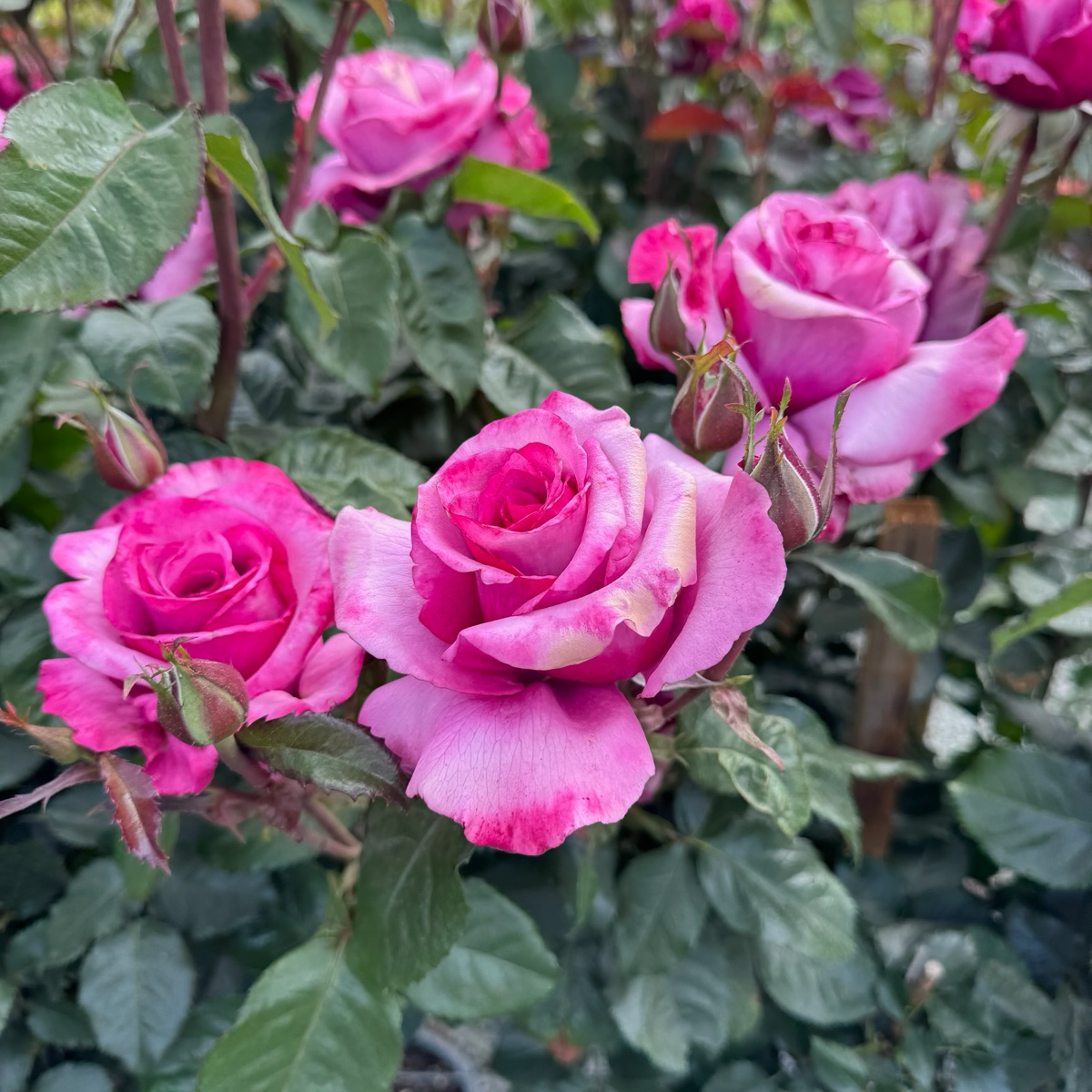 芭芭拉·史翠珊月季