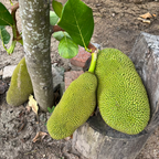 菠萝蜜树
