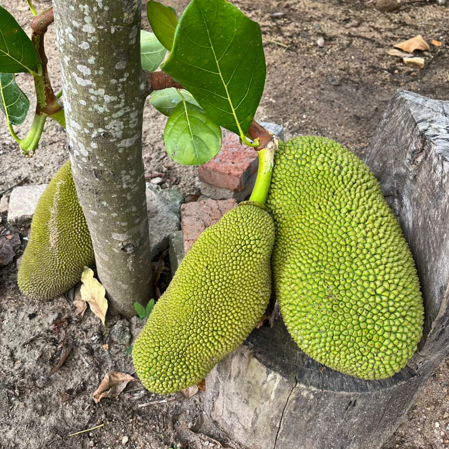 菠萝蜜树