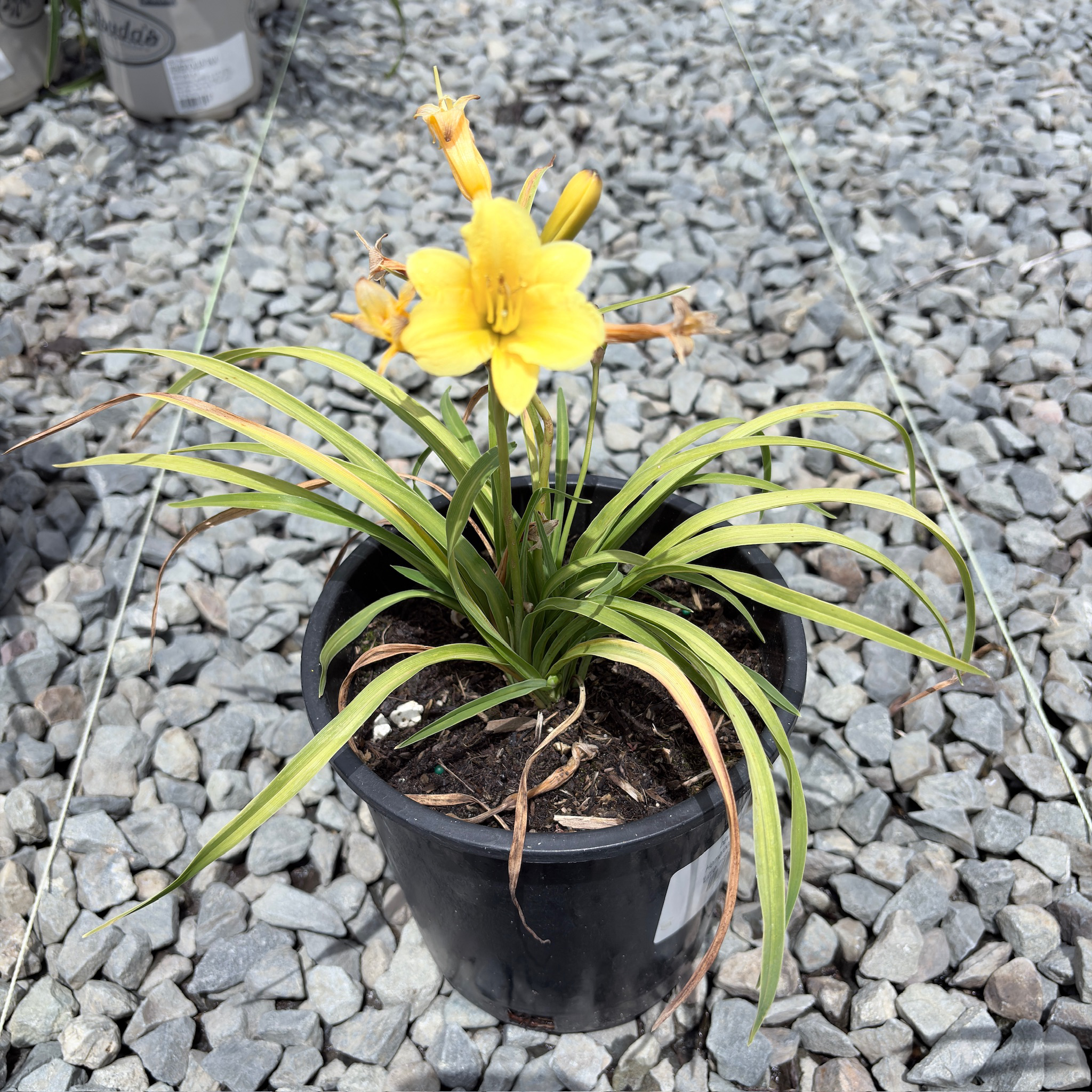阳光小姐萱草花