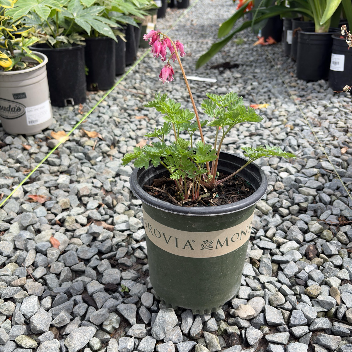 粉花荷包牡丹