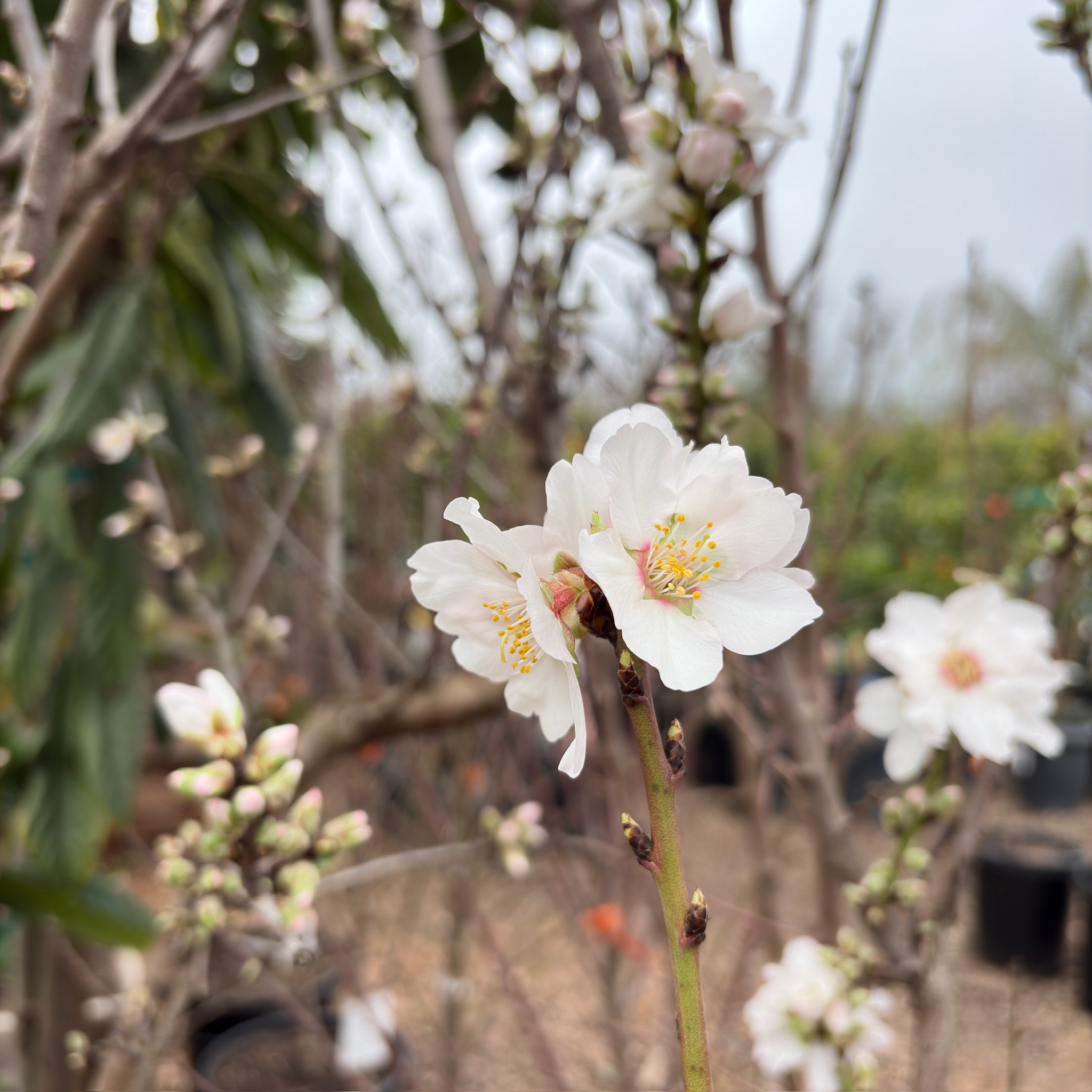 杏仁树