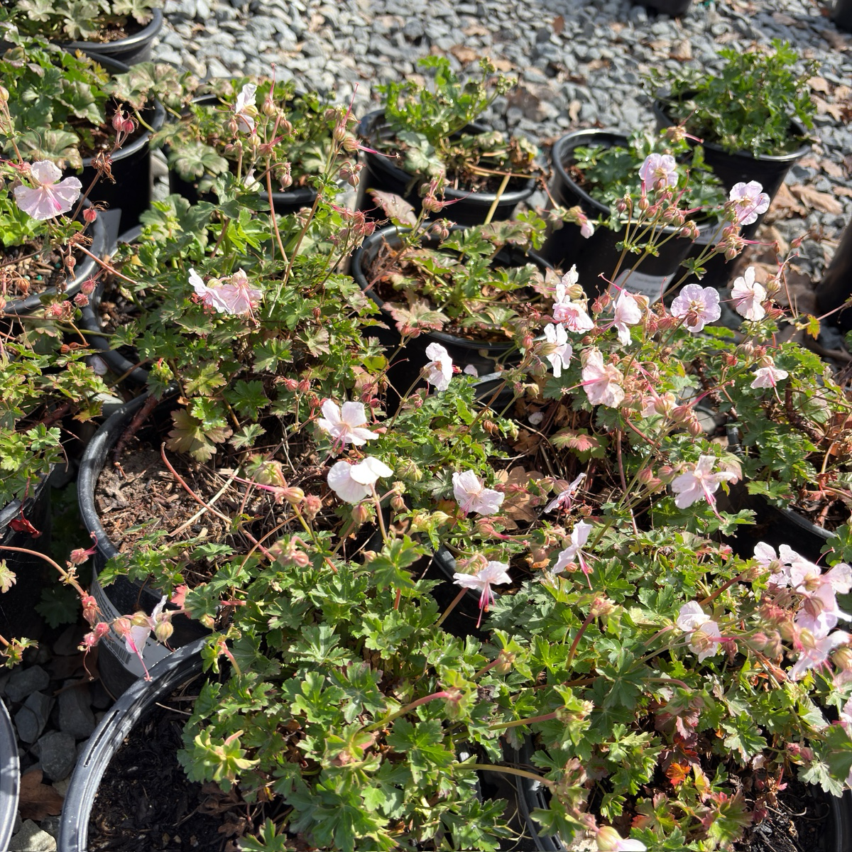 比奥科沃老鹳草