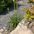 橙香草冰棒火炬花