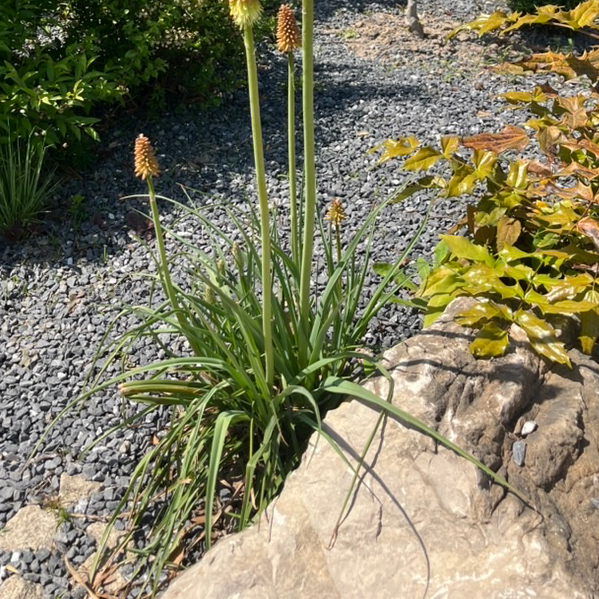 橙香草冰棒火炬花
