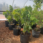 帝王荔枝树