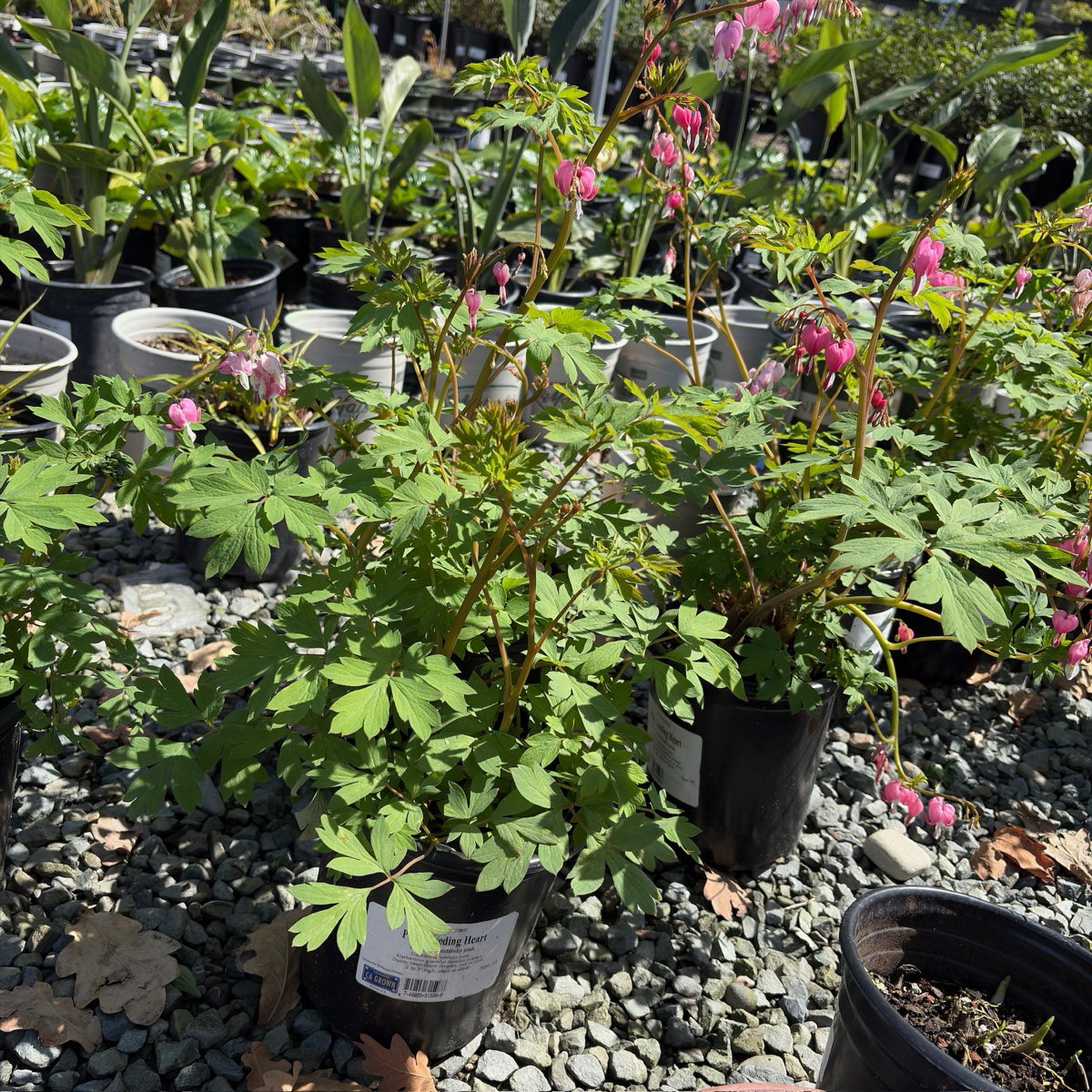 粉花荷包牡丹