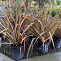 Bronze Baby New Zealand Flax