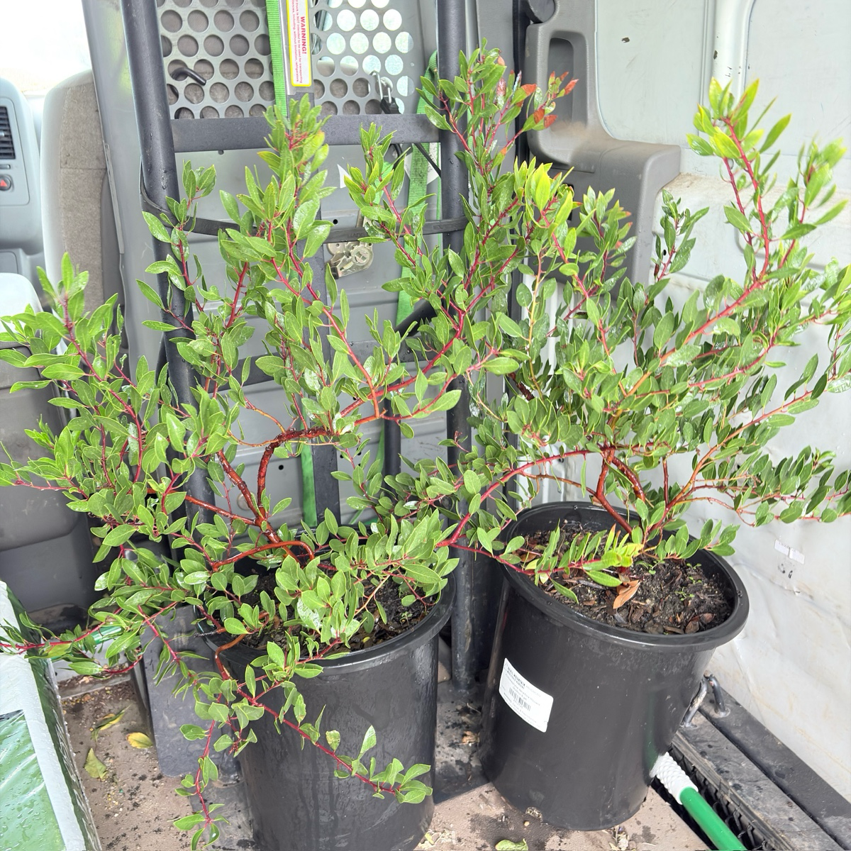 红霞密花熊果