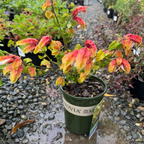 红虾花