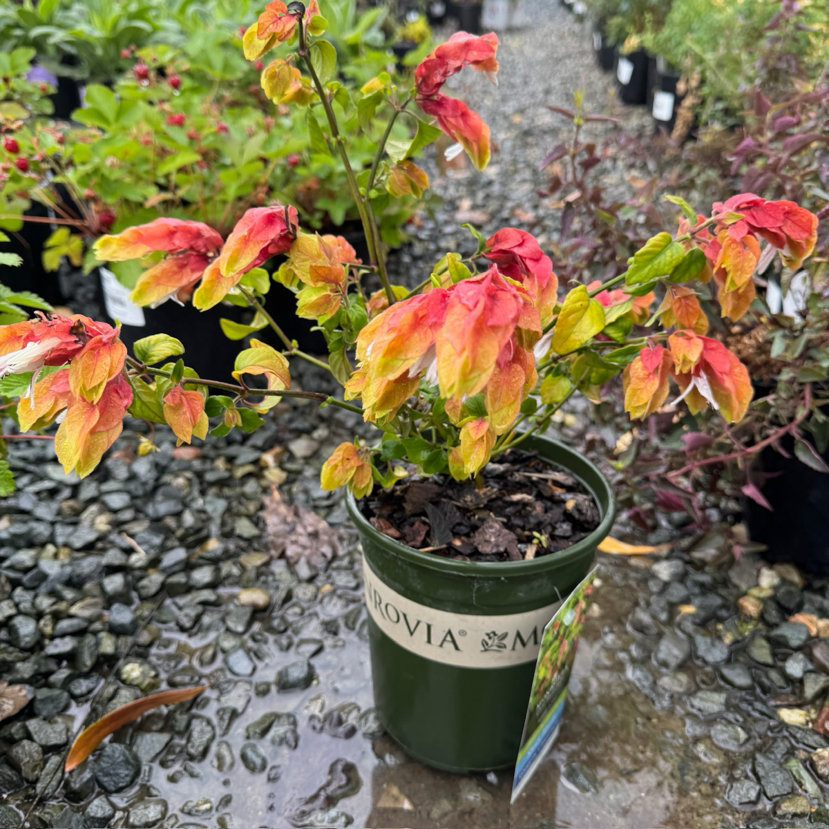 红虾花