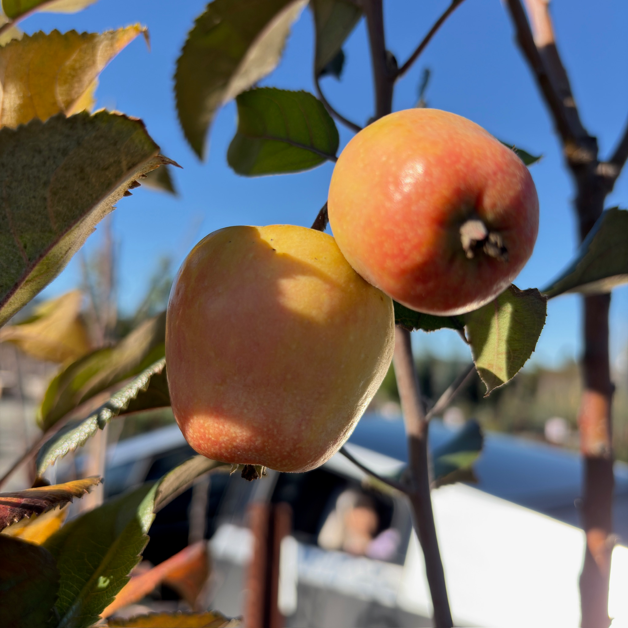 粉红珍珠苹果树