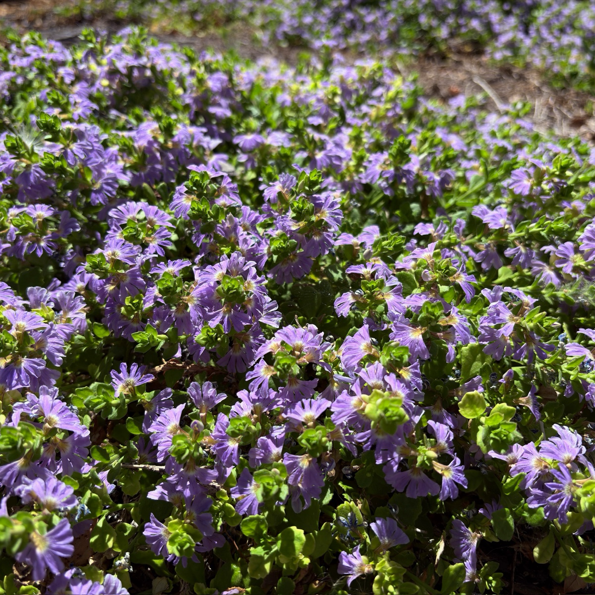 风车蓝扇花