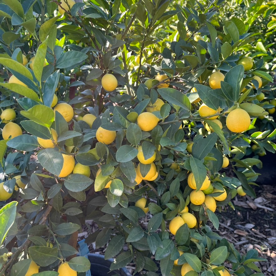 Mexican Key Lime