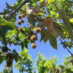 罗伯茨悬铃木