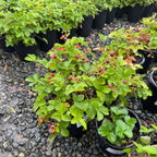加州野草莓