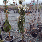 白花常绿铁线莲