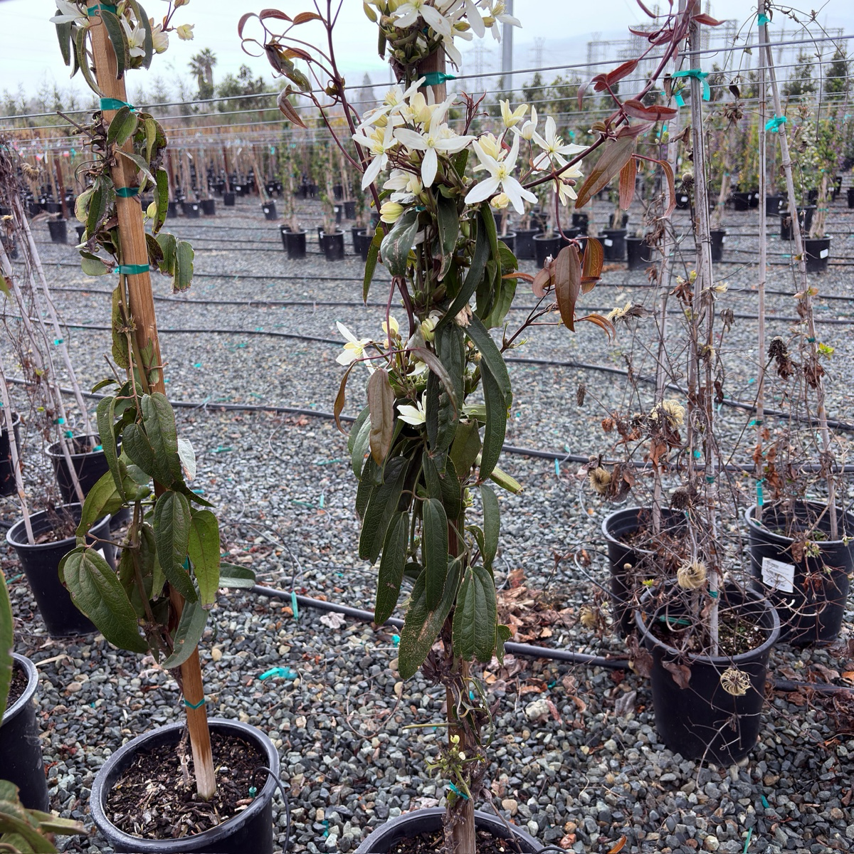 白花常绿铁线莲
