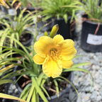 阳光小姐萱草花