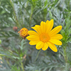 黄金菊