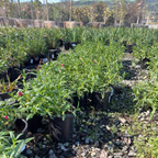 糖豆系列猴面花