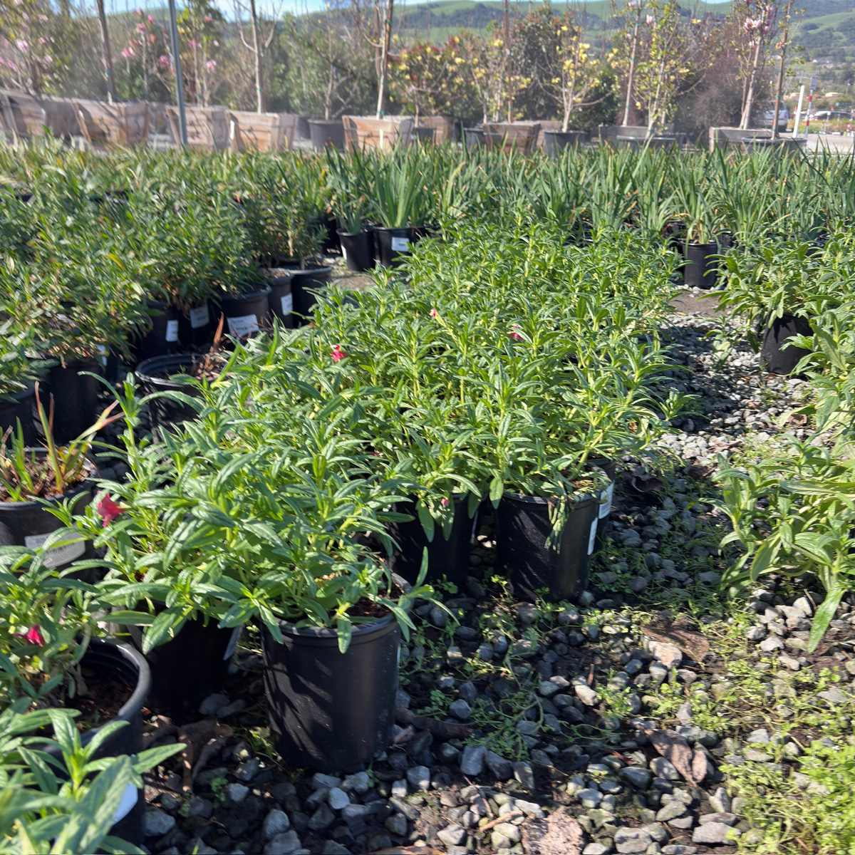 糖豆系列猴面花