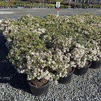 绮香瑞香花
