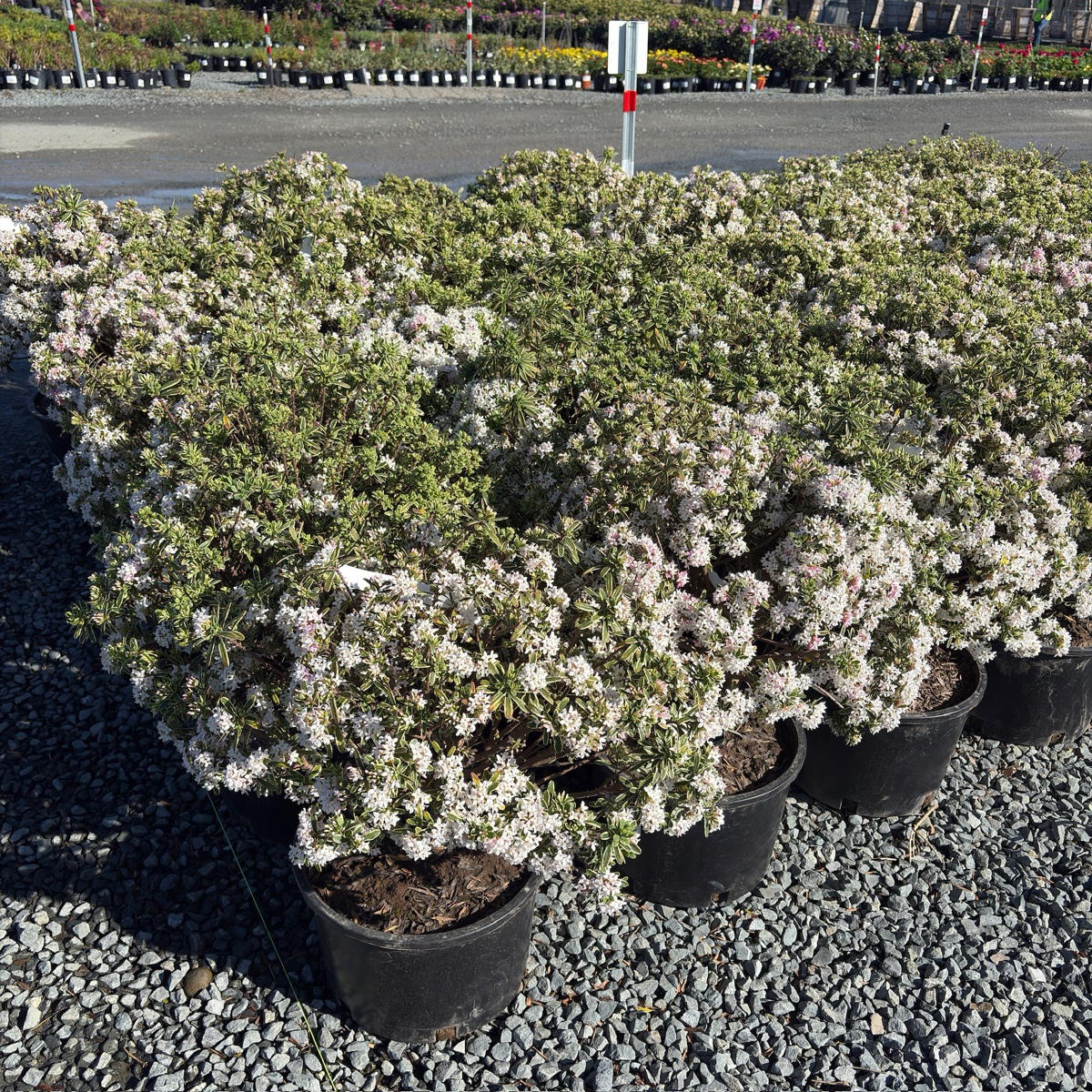 绮香瑞香花