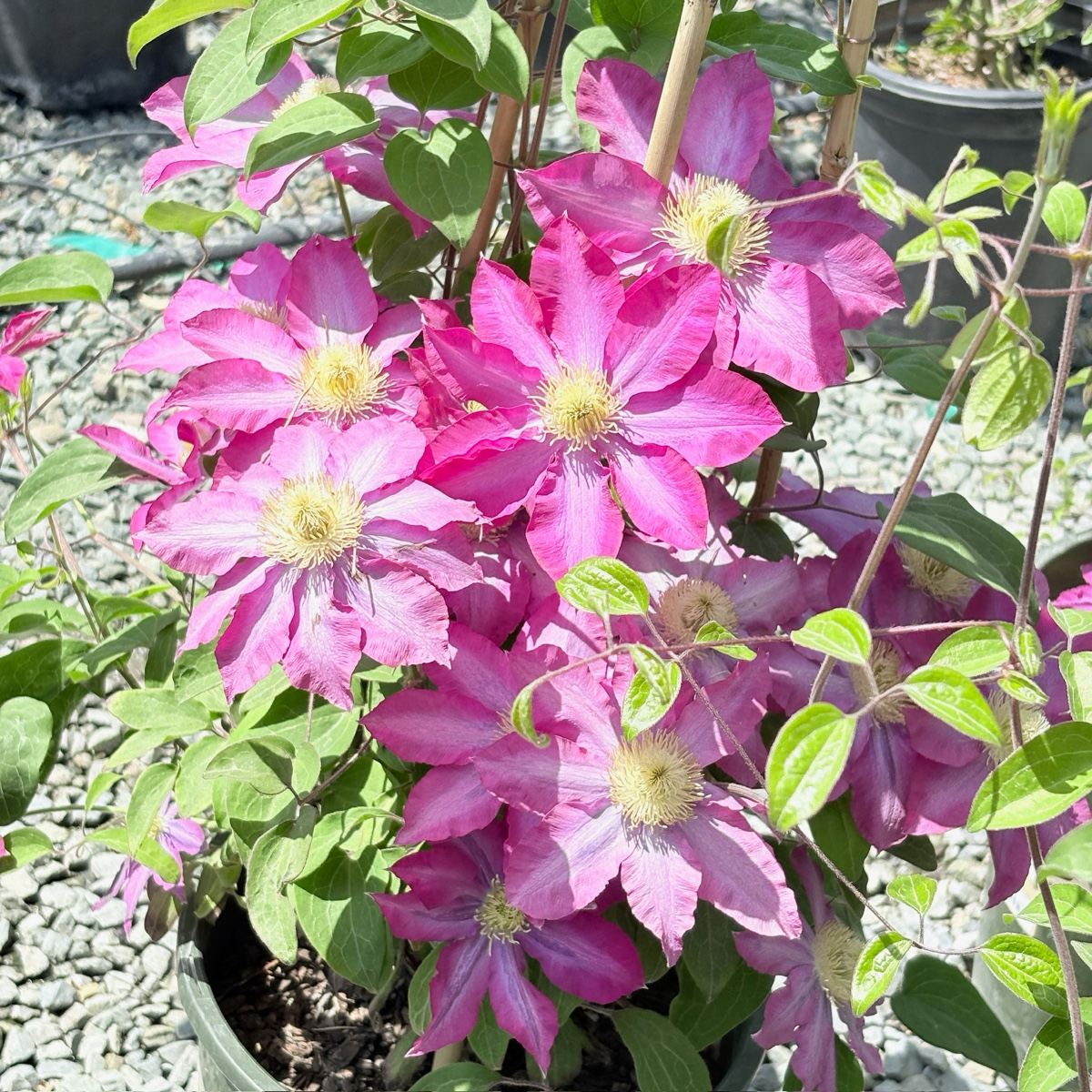 香槟粉铁线莲