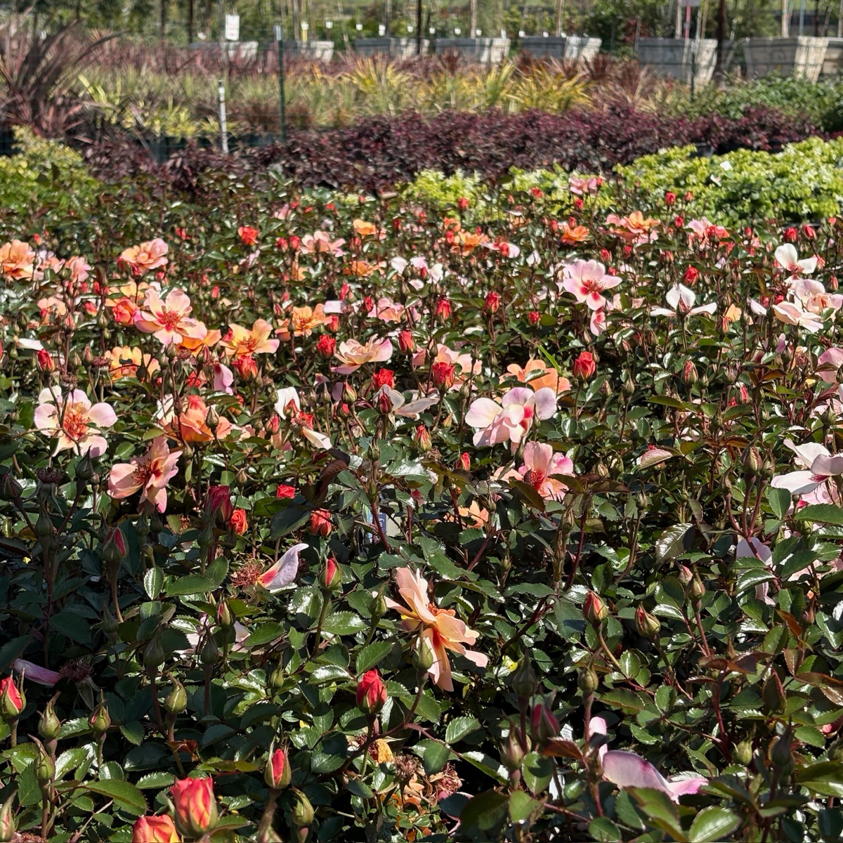 花毯地被月季