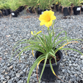 金星萱草花