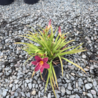 小事业萱草花