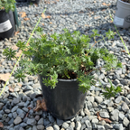 血红老鹳草