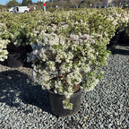 绮香瑞香花
