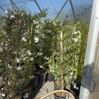 白悬星花