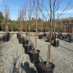 风味之王恐龙蛋李子树