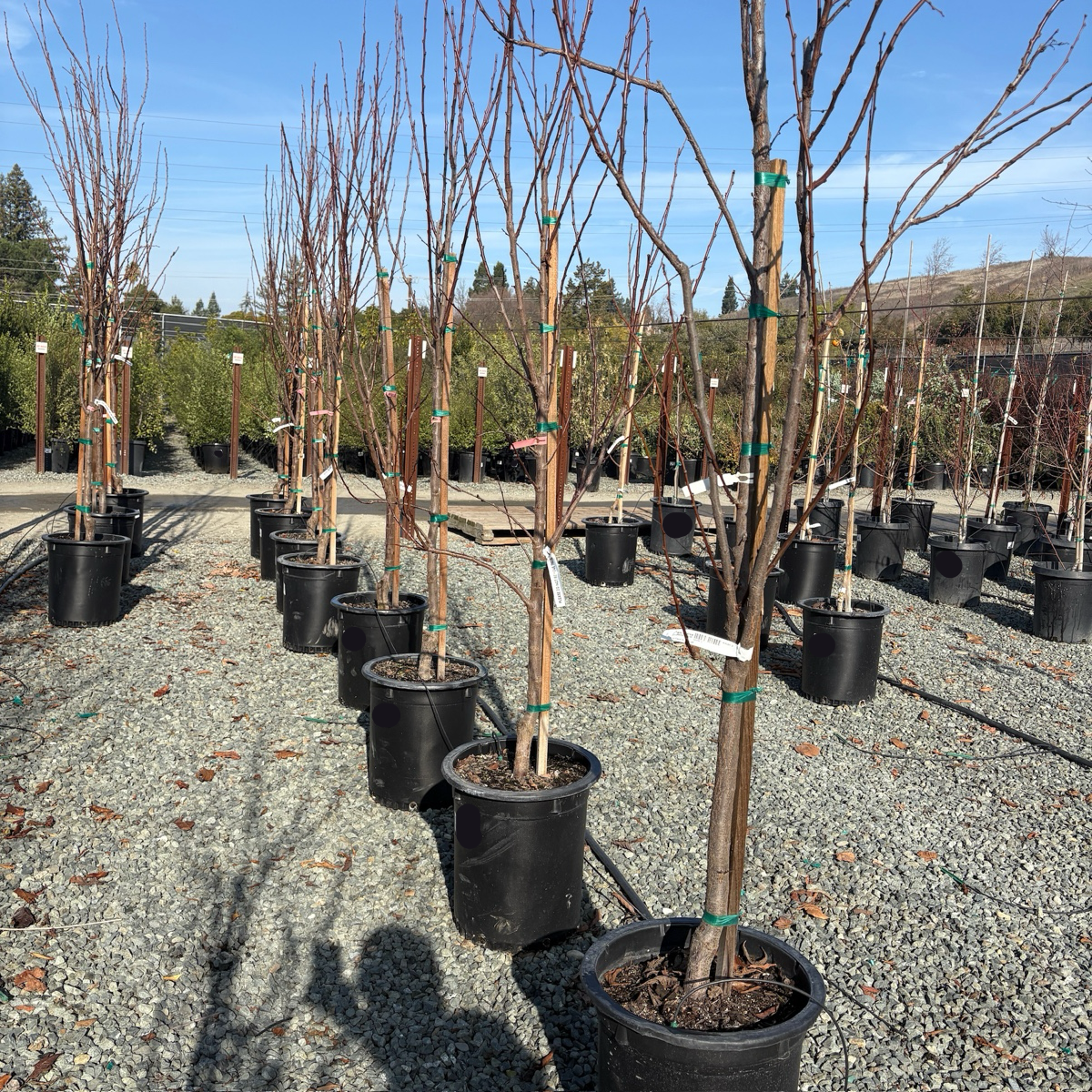 风味之王恐龙蛋李子树