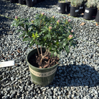 芳香瑞香花