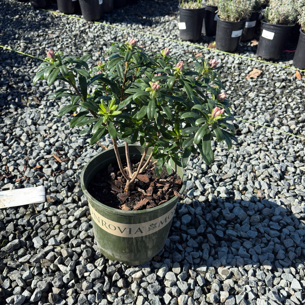 芳香瑞香花