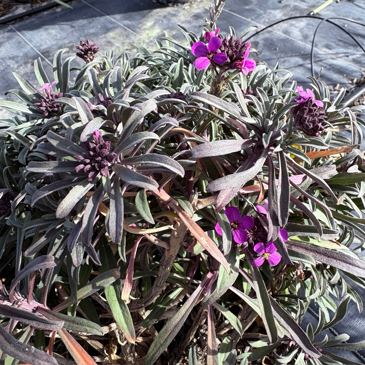 鲍尔斯紫糖芥
