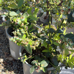 夏普蓝莓