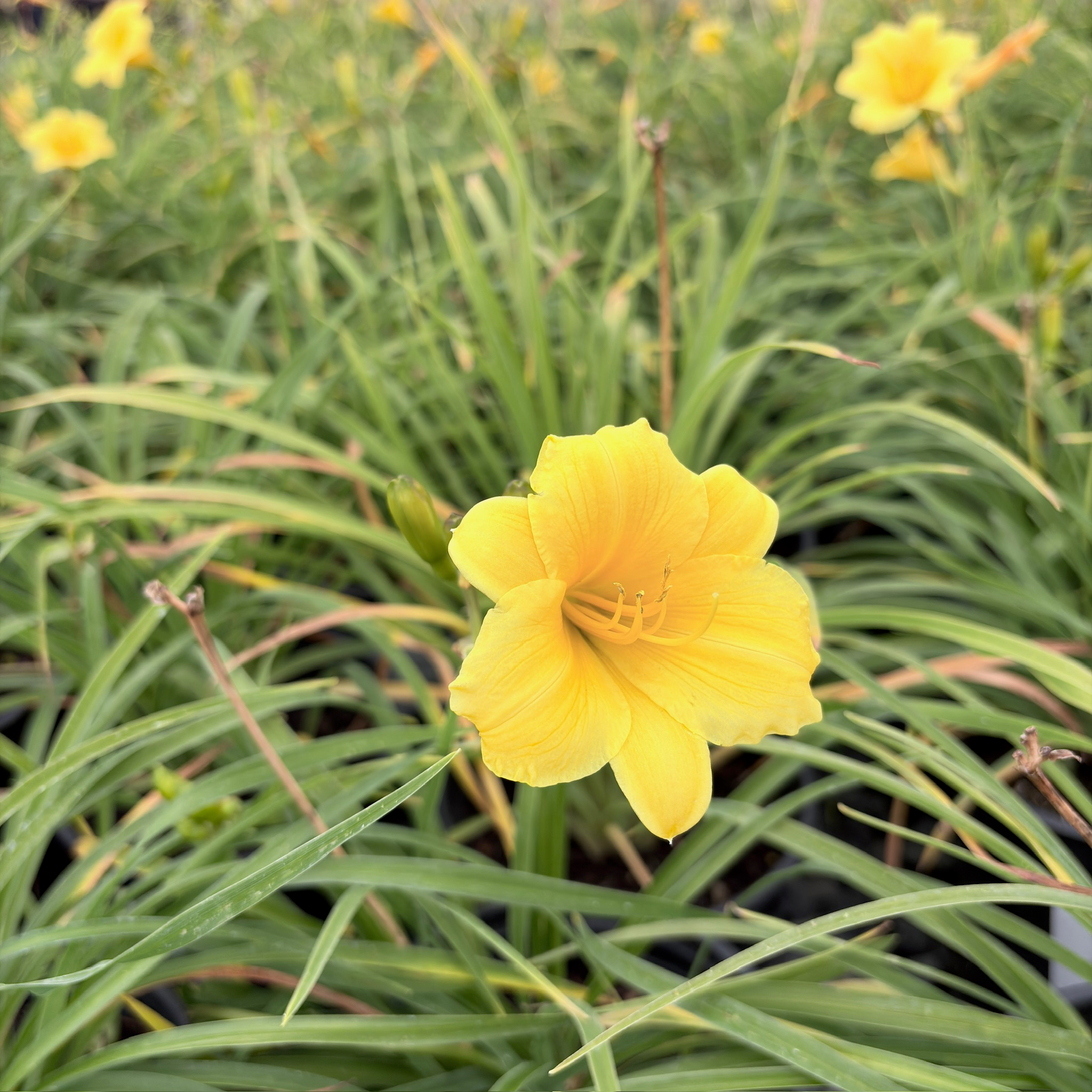 金星萱草花