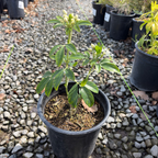 太阳舞墨西哥橘花