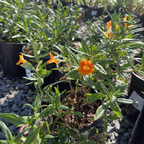 糖豆系列猴面花